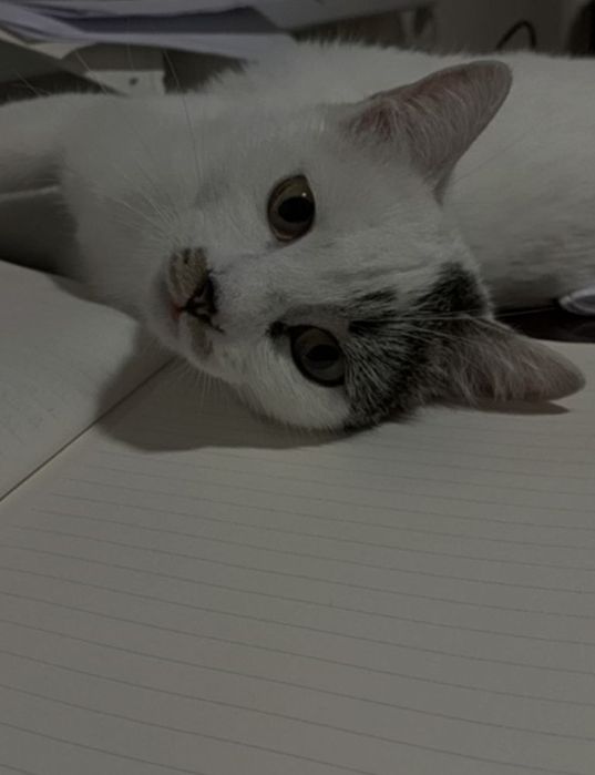 Отдам кошечку в добрые руки. Mushukni mehribon qo’llarga hadya qilaman