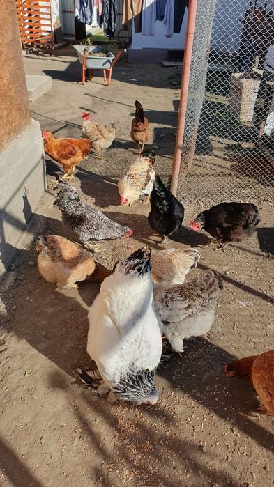 Vand cocosi romanesti.