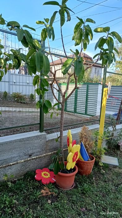 Vând ficus de 13 ani, aprox. 2.30m înălțime