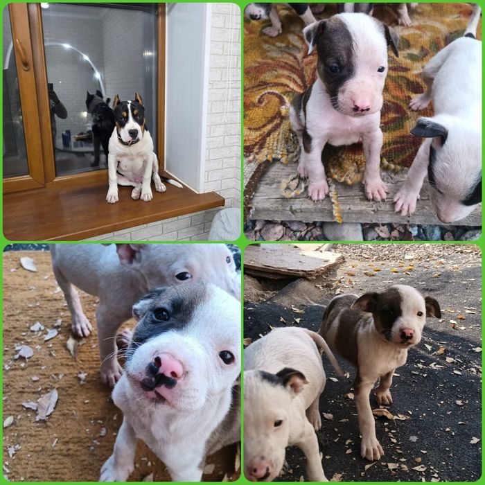 Милые Щенки Стаффорда