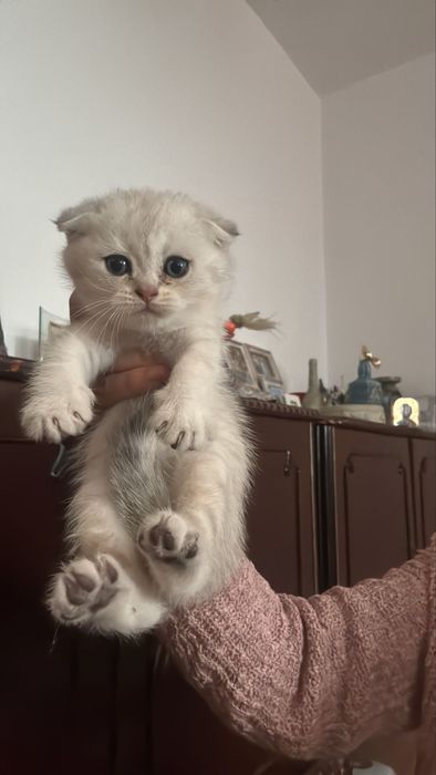 Scottish fold silver