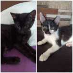 Adopție 2 pisici