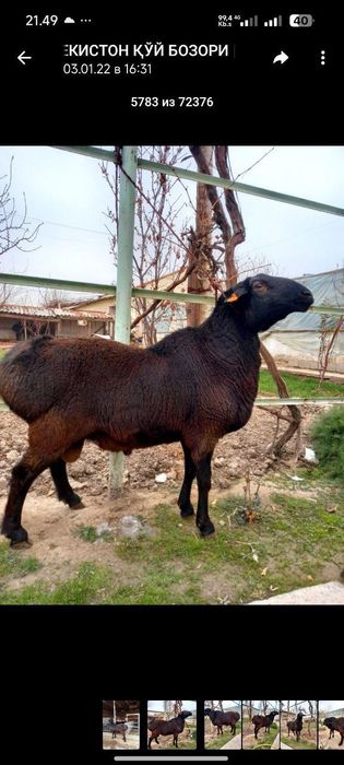 Qoy куй кой qochqorlar sotiladi Aqiqa va boshqa marosmlar 24/7
