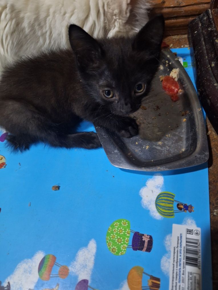 Срочно черные котята.