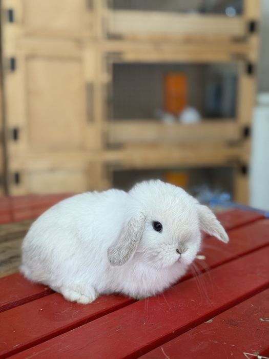 Karlik Quyon Bolari Sotuvda Xar xil ranglari bor