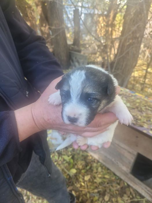 В добрые руки кутята, остались без мамы. Район жазира