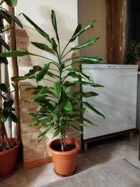 Драцена (пальма) напольная в горшке,высота-120 см,идеальное состояние.