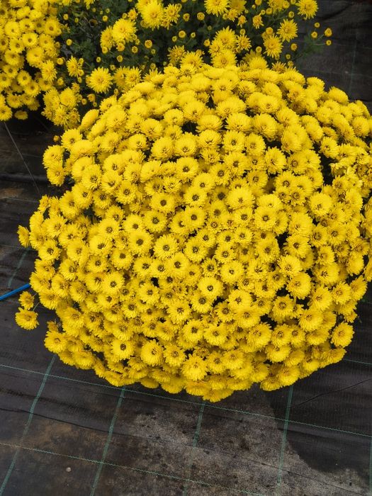 Crizanteme de vânzare