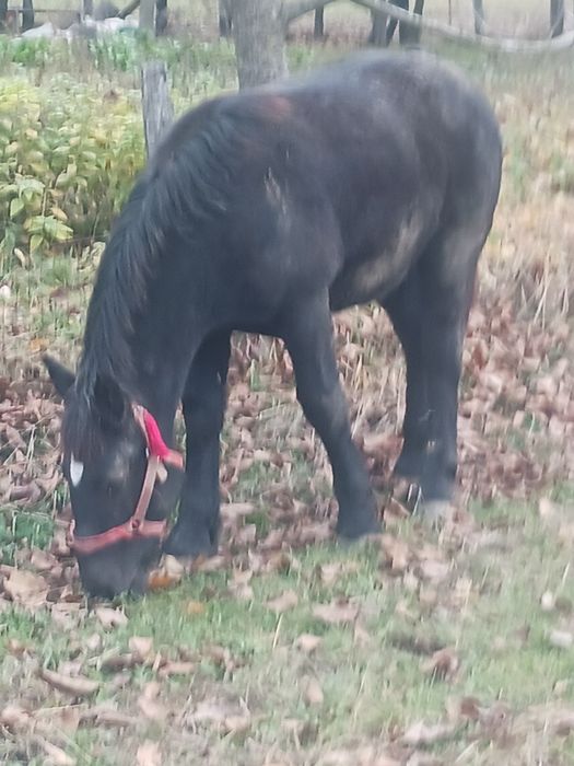 Mânz negru de 6 luni