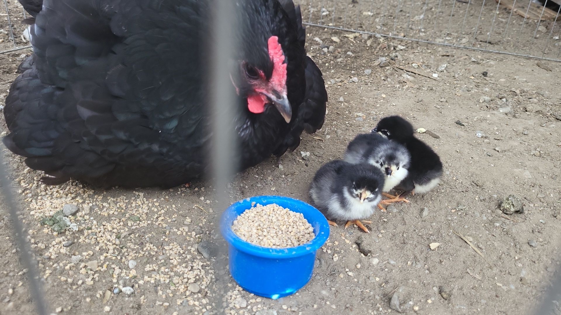 Vând pui Australorp