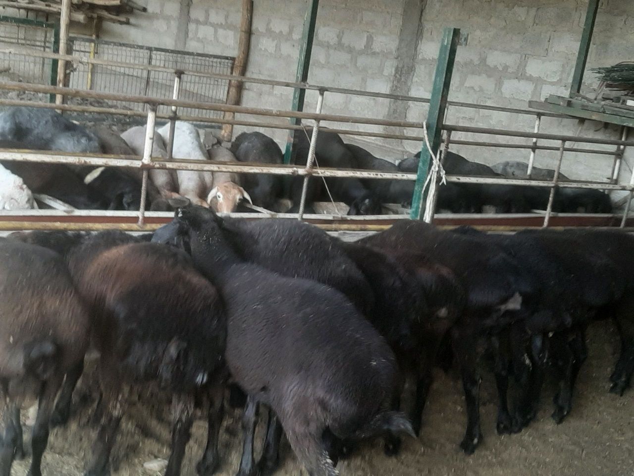 Barra qo'chqorlar