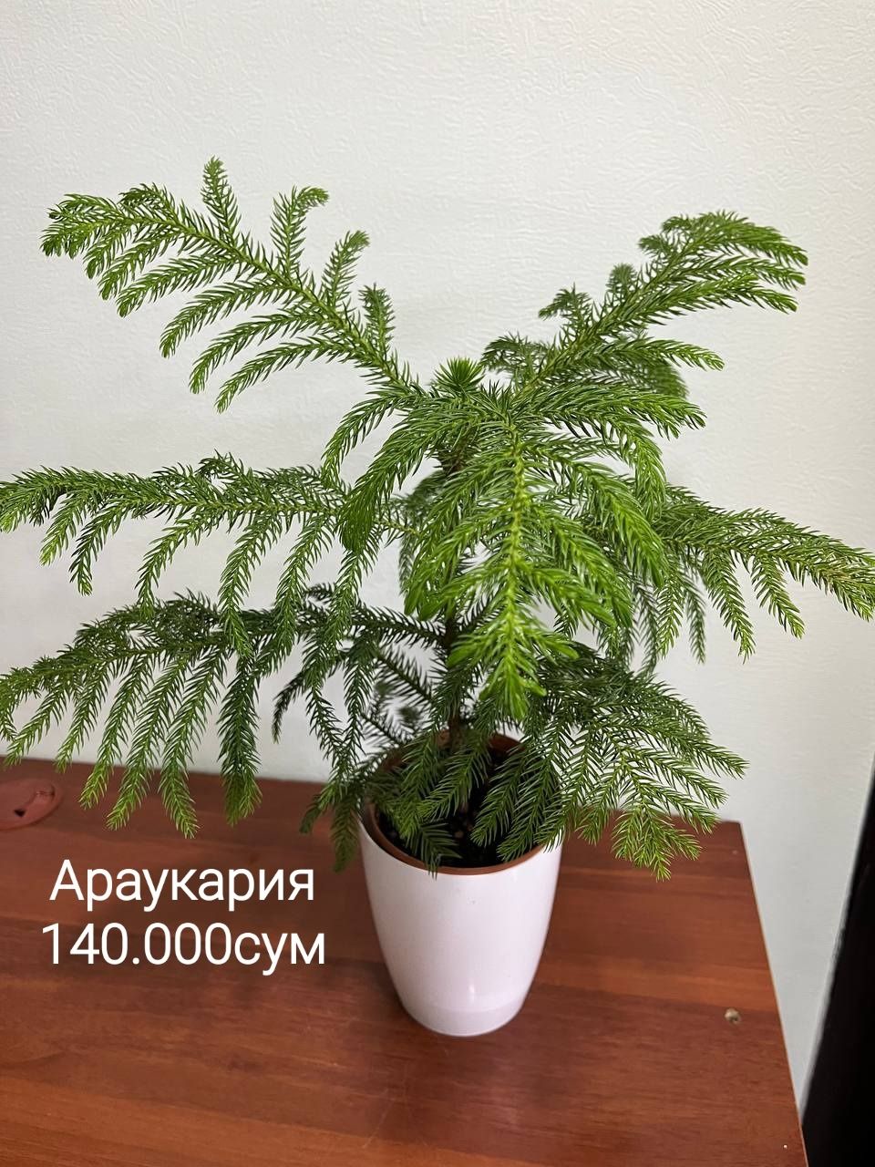 Аглаонема,Антуриум,Спатифиллум,Араукария,Диффенбахия,Драцена