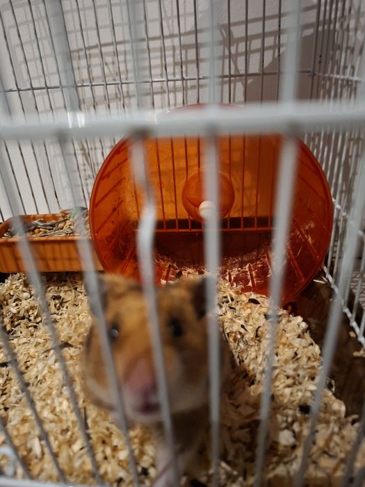 Hamster + cusca +accesorii , hrana si talaj