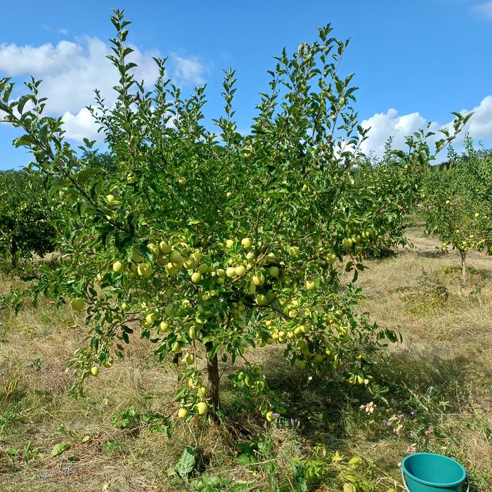 Vând mere golden 3,5 lei kg  la cantități mari negociem