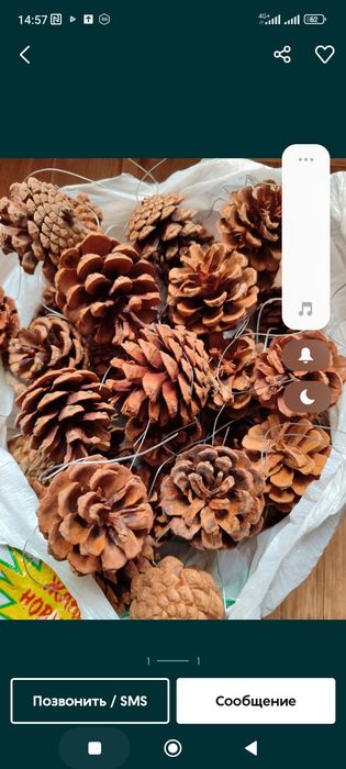 Шишки сосновые для декора