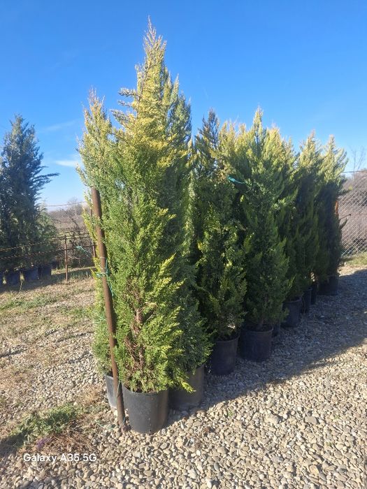 Vând plante ornamentale
