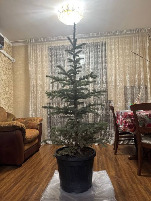 Новагодни ёлка живая на продаже достафка ест по горади платни