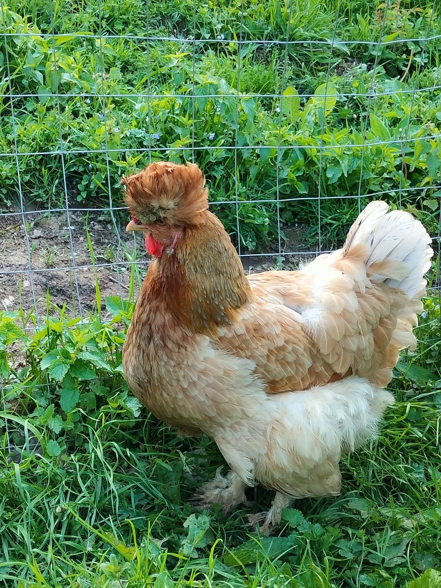 Găini moțate românești