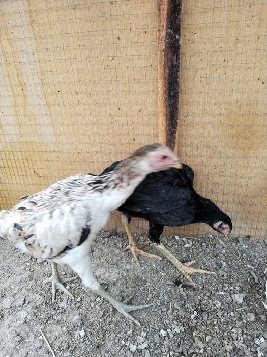 Dakan jojalar sotiladi 100mingdan kelishamiz