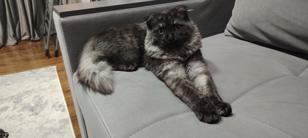 Отдам в добрые руки