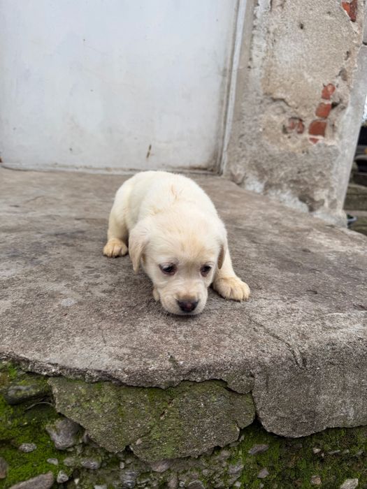 Продавам кучета Лабрадорчета мъжките 300лв,женските 200лв.