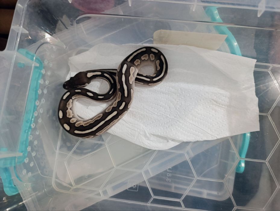 Королевский питон. Малыши