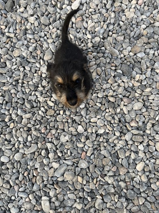 Звонок шенок Болонка