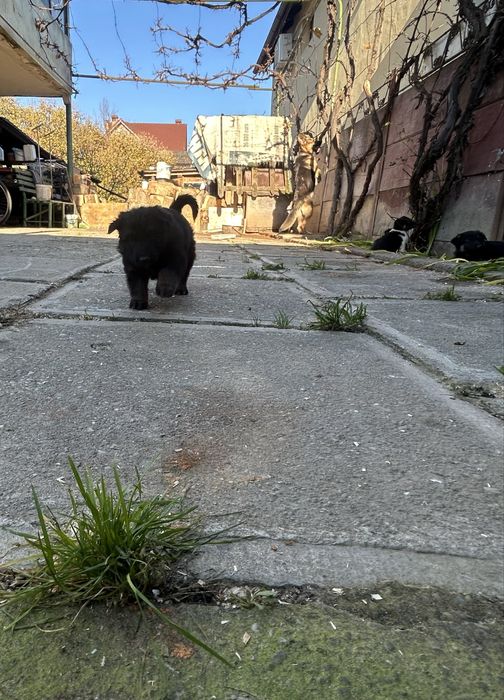 Donez cățeluși ciobănesc german