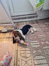 Pui rasa Basset Hound