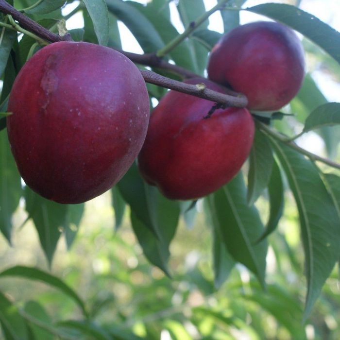 Pomi fructiferi la Ghiveci (NECTARIN)