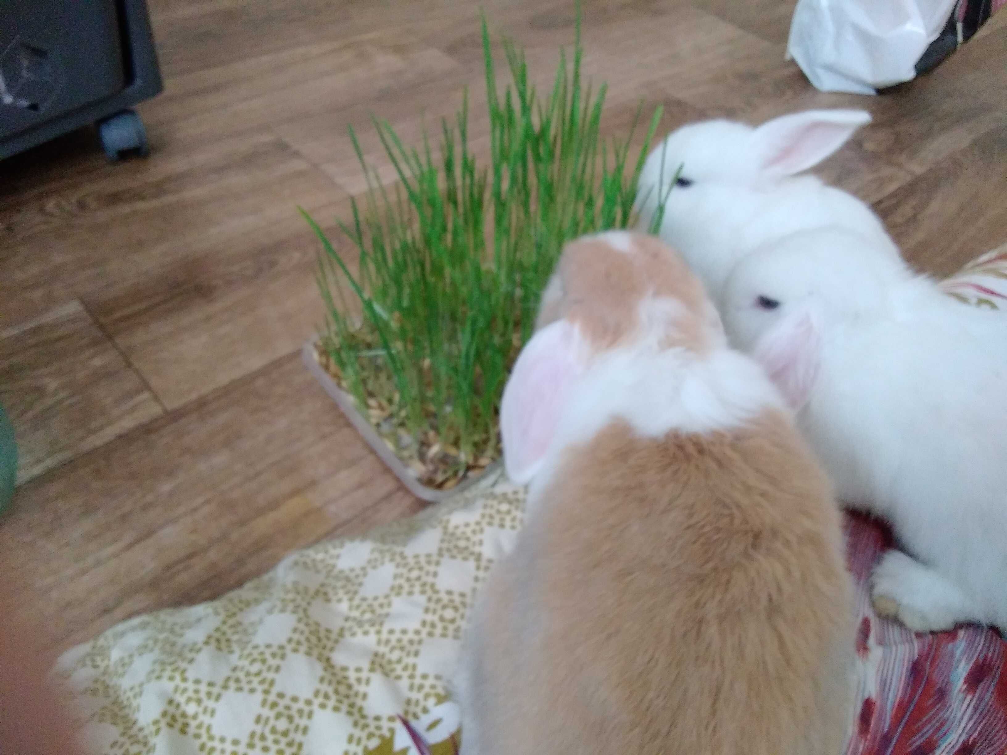умные кролики для квартиры,порода баран