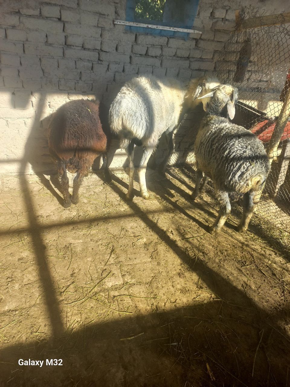 Qo'ylar sotiladi