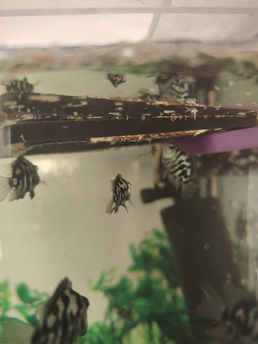 Аквариумные рыбки