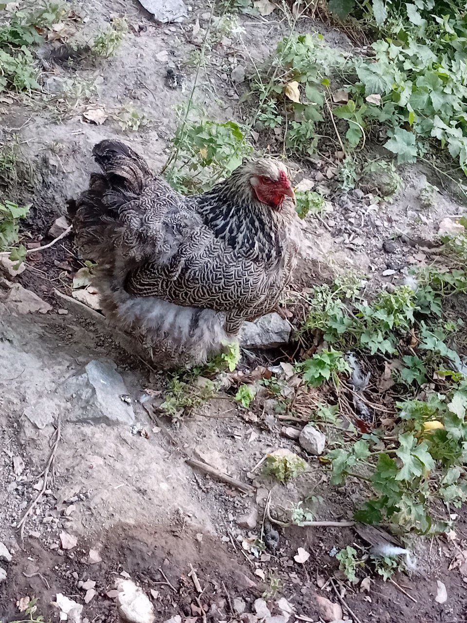 Bramalar sotiladi