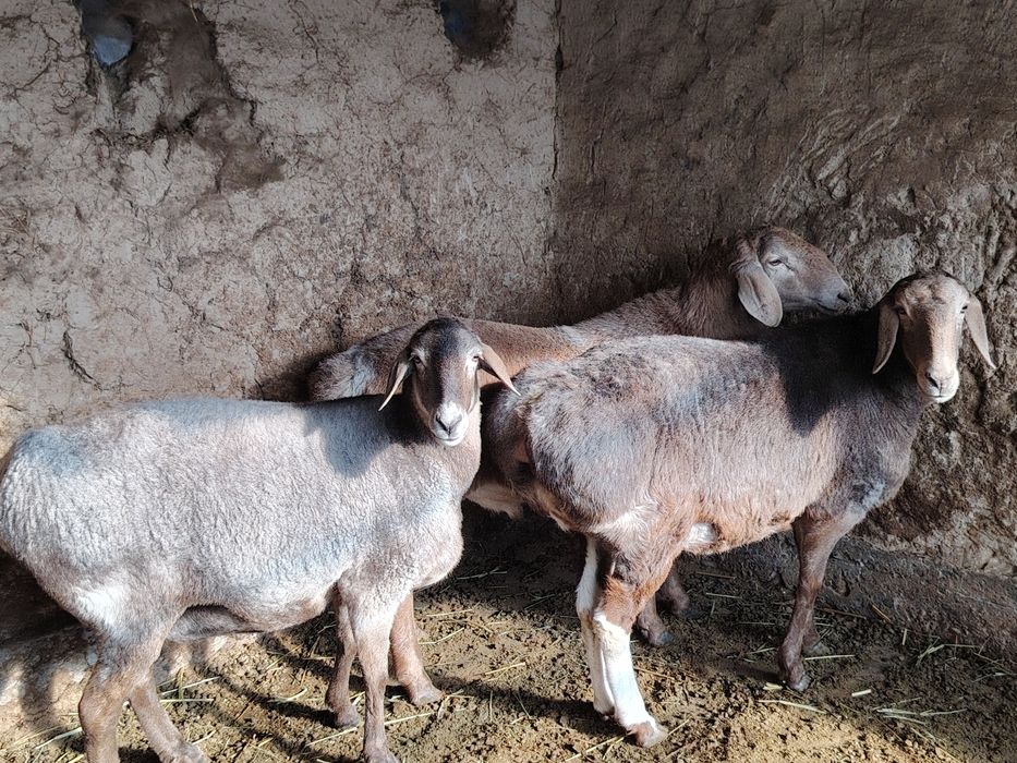 Qo'y arashan sotladi