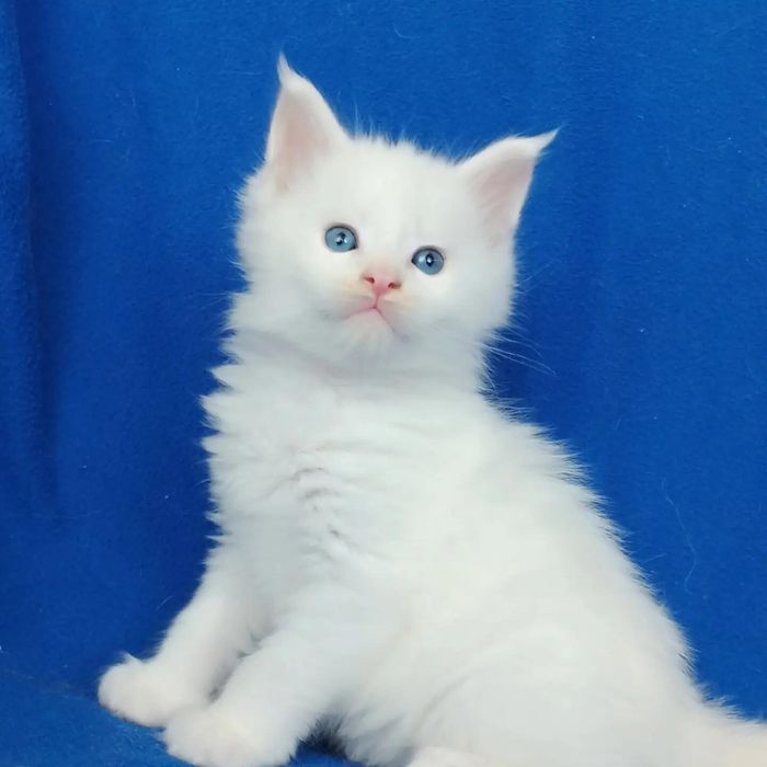 Милейшие котята Мейн Кун