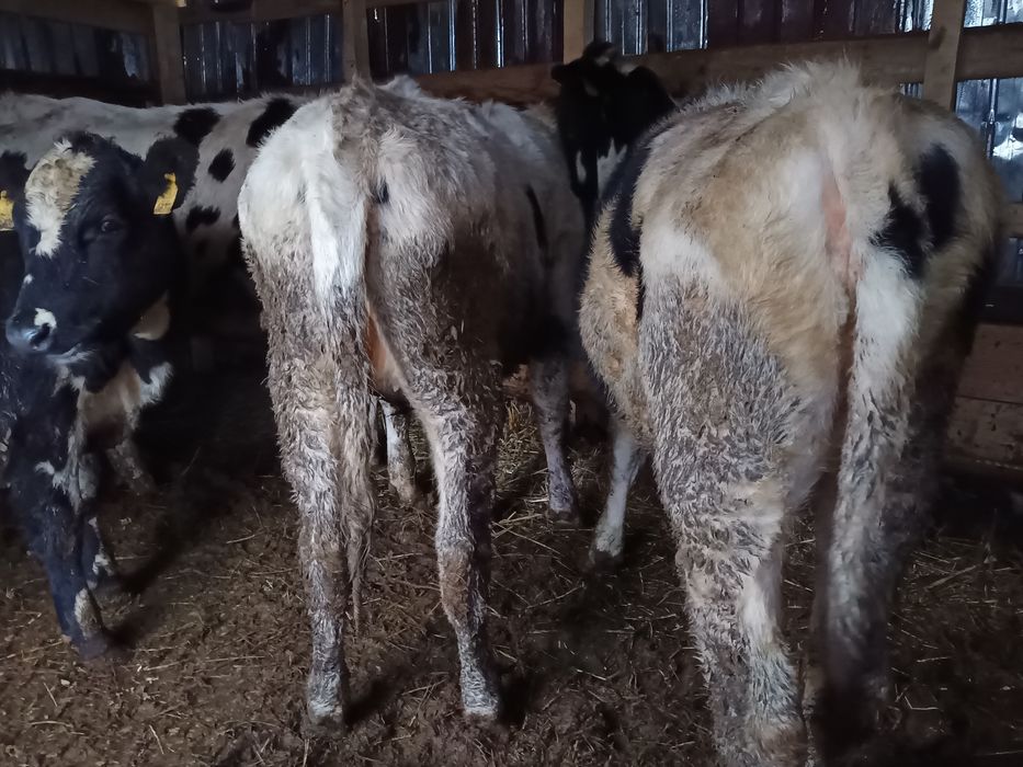 Vând 4 vițele bălțate