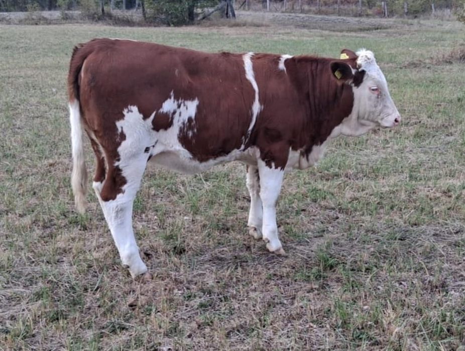 Bălțată Românească 7 luni