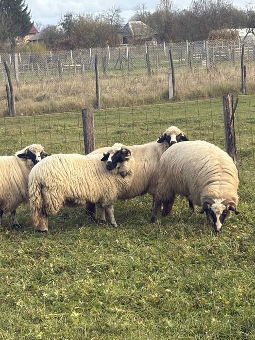 Oi de vânzare breze