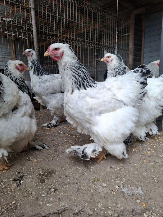 Familie brahma hd