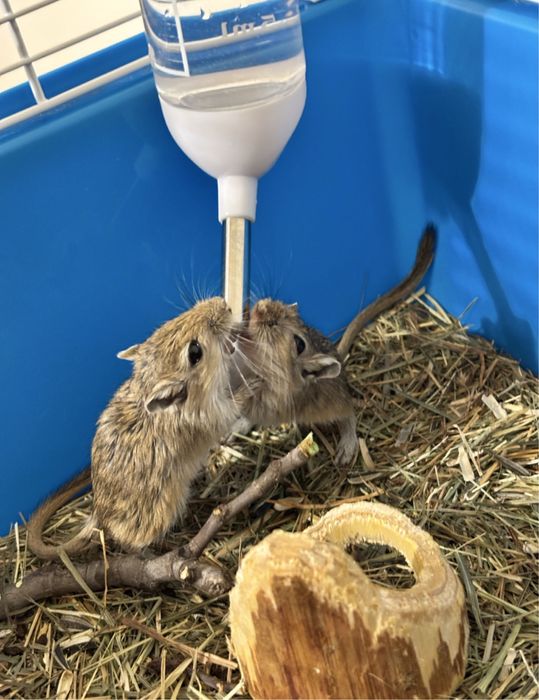 Veverite gerbil blande