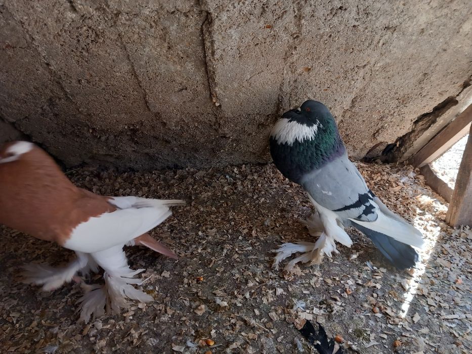 Vând porumbei gusati