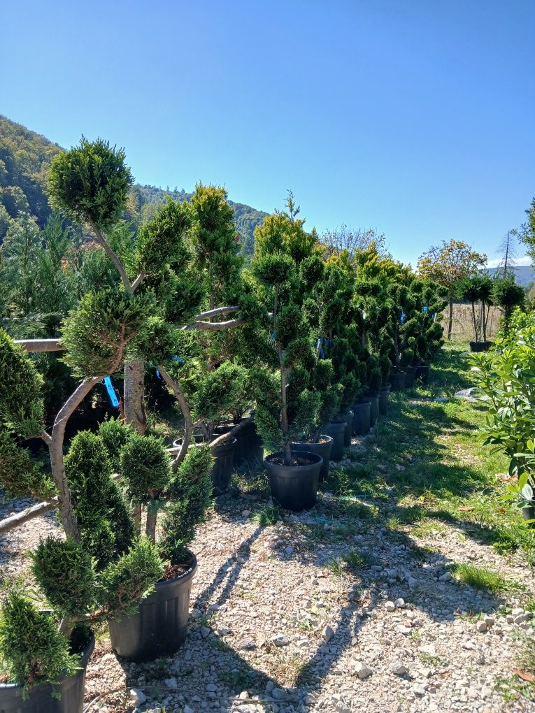 Plante ornamentale