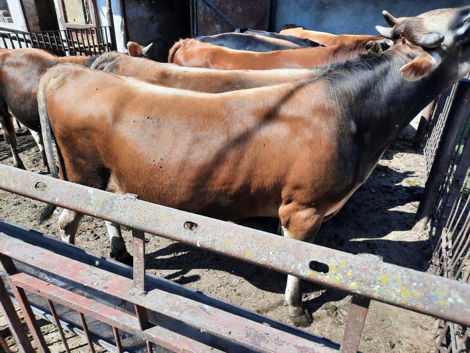 Tăurași gersey vârstă 10 luni între 300 și 350 kg