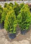 Plante Ornamentale