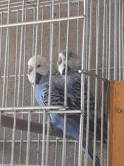 Попугаи чехи на продажу