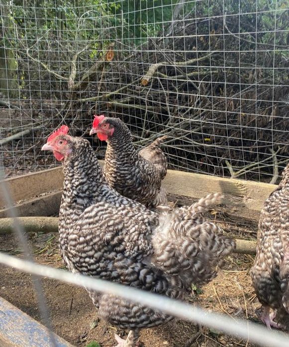 Мехеленская кукушка