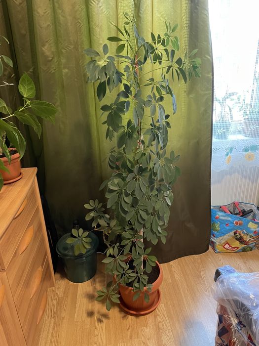 Schefflera arboricola Arborele umbrela, plata apartament ornamentala