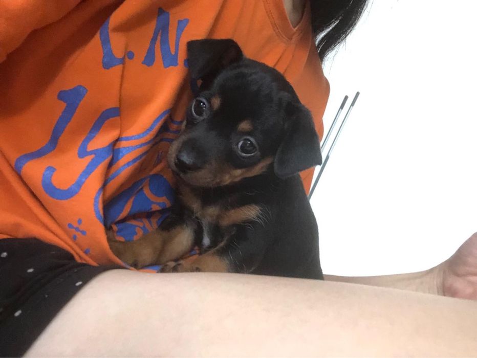 Тойтерьер щенок