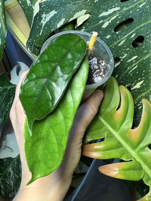 Хойи много разных сортов